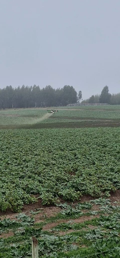 DJI Agras T100 bei der Ausbringung über einem Bestand an einem nebligen Morgen